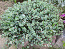 ������ ������