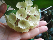 ���� Campanulata(����)