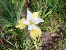 ���� ��������� ���� ��� �����