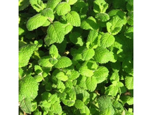 ���� ��������+