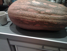 IMG 20170122 183934.jpg