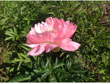 ���� ����� �������