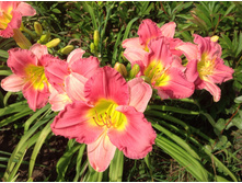 ������ ���