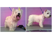 Strizhka i trimming sobak.jpg