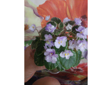 IMG 20161007 211914.jpg