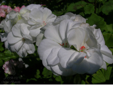 White Butterfly
