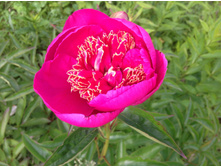 ���� ����