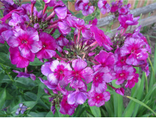 ����� ������