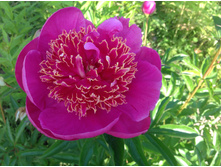 ���� ����