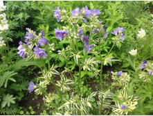 ������ �������������