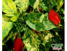 581db4e8a9889 malvaviscus variegatum930normal.jpg