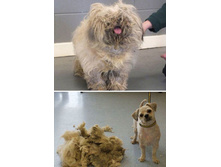 1407507968 do-i-posle-strizhki-13.jpg