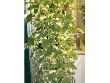 ���������� �����������- ��� � ���� ������� ������ ���� ....