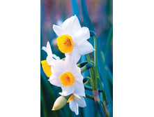 ����� ����������� ����� - M-8-4