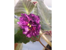 ��-������� ���� (�. �������)