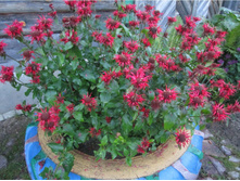 ������� �������