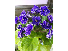 Grape Glory (P.Sorano/LLG)