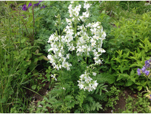 ������ ����� ������