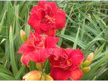 ������� ����