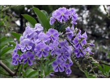 ������� ������� - ������ �������� ..