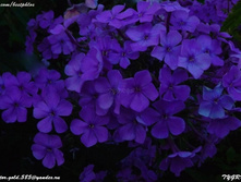 ���� 69 - ����� �������� ����������
