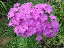 �������� ����� ����