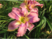 ������� ������