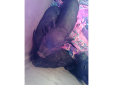 IMG 20170121 123926.jpg