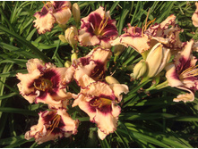 �������� ������ ����� ( Sabine Bauer)