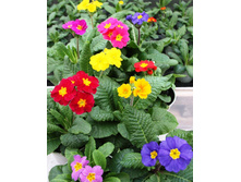 : ������� � ������ 80�