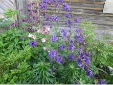 ��������� �����