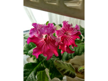 IMG 20170103 112130 HDR.jpg