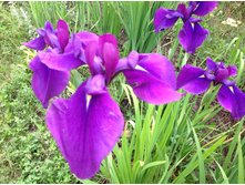 ���� ��������� ����������