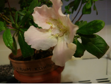 IMG 20170101 133105.jpg