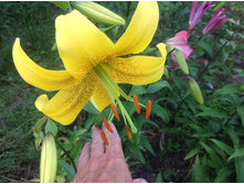 ���� �����