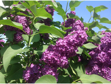 ������ ( �����������)