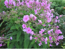 ����� ������ ����� ������-���������