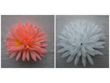 ������� "�����" 11*6 ��., �������, ����� 8,5�