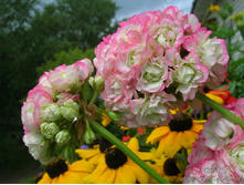 Apple Blossom Rosebud