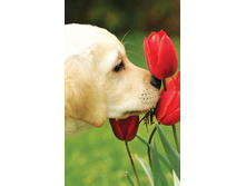 ����� ����������� ����� - M-8-14