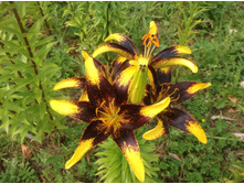 ����� ���������