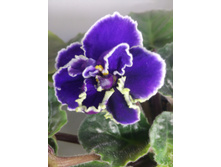 IMG 20161212 155330.jpg