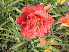 �������� ����� ���� (Moses Fire )