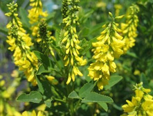 ������ ������ 25 �� ������� ������� ��� 00068452 2193,75 ���..jpg