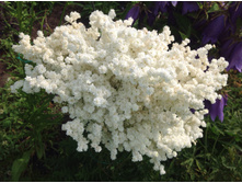 ������� ��������������-����...