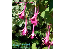 ������ Remembering Claire