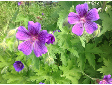 ������ �������