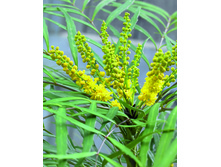 ������� �������������� (Mahonia eurybracteata) 'Soft Caress" - ������ �������� �������� ...  ������ �������� ....