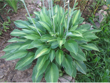 ����� �������� (Hosta 'Striptease')