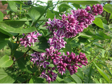 ������ ��������